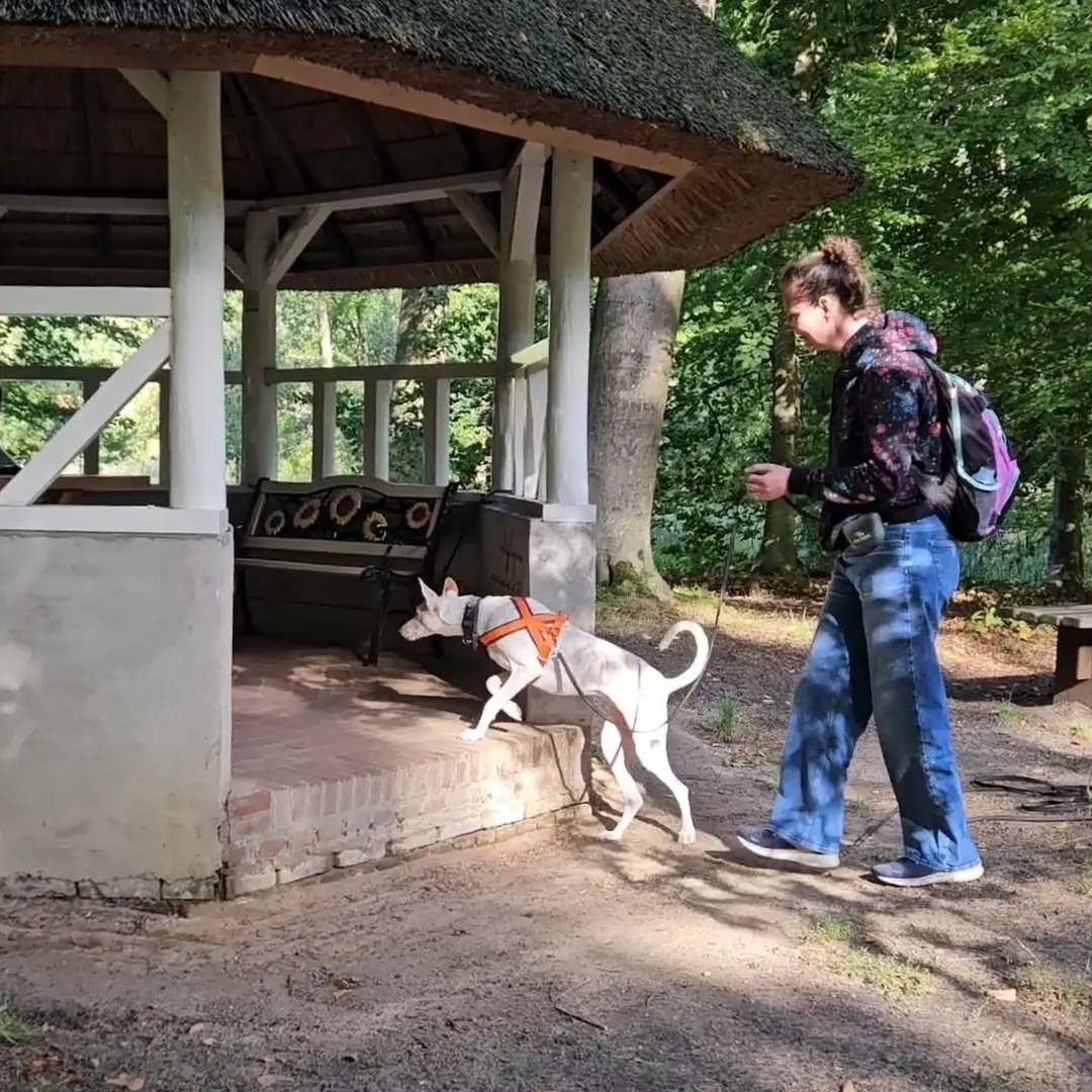 podenco volgt het spoor